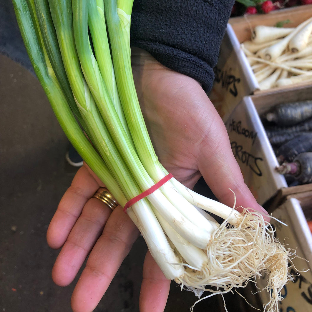 Spring Onions